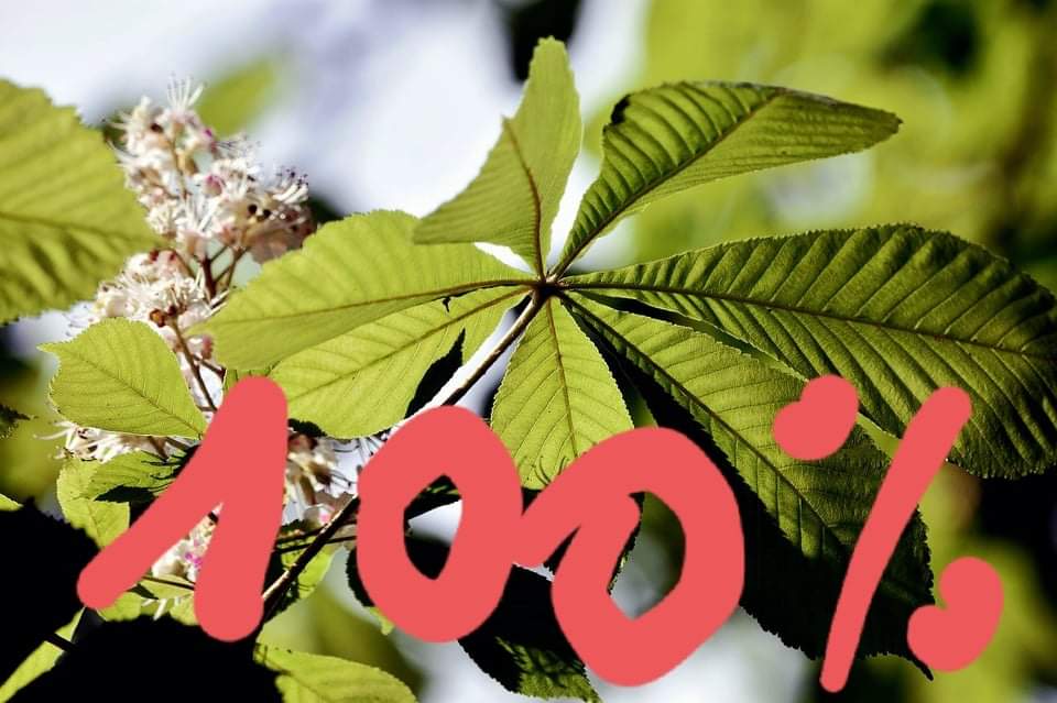 Na zdjęciu kwitnące kasztany i 100%, informacja o zdanej maturze
